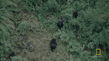 Travelling Gaining The Trust Of The Gorillas GIF - Travelling Gaining The Trust Of The Gorillas World Gorilla Day GIFs