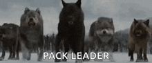 Twiilight Wolf GIF - Twiilight Wolf Pack GIFs