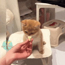 a person is feeding a kitten a piece of food and the kitten is looking at the person