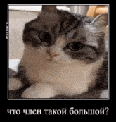 удивление Komaru Cat GIF - удивление Komaru Cat Komaru Everyday GIFs