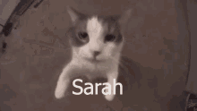 Sarah Sarah Is Cute GIF - Sarah Sarah Is Cute Sarah Cat GIFs
