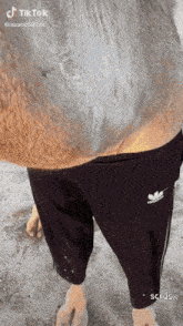 a person wearing black adidas pants is walking a horse