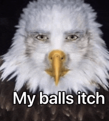 a bald eagle with the words my balls itch written on it