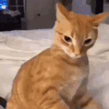 Cat Angry GIF - Cat Angry Meme GIFs