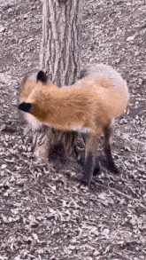 a red fox is standing next to a tree in the dirt .