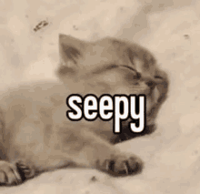 Seepy Cat GIF - Seepy Cat Sleepy GIFs