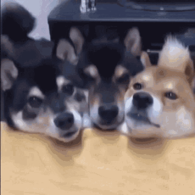 Cute Puppy GIF - Cute Puppy Doggo - Discover & Share GIFs