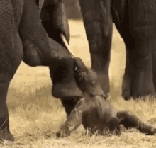 Animals Elephant GIF - Animals Elephant Aww GIFs