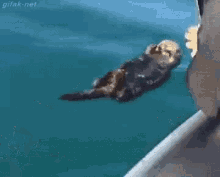 Otter Wake Up GIF - Otter Wake Up Shocked GIFs