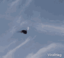 Fly Wings GIF - Fly Wings Flapping GIFs