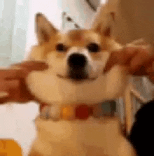 a close up of a person holding a dog 's face .