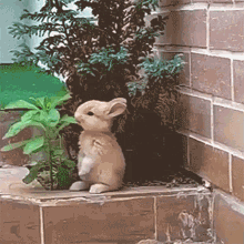 Rabbit Bunny GIF - Rabbit Bunny Nom Nom GIFs