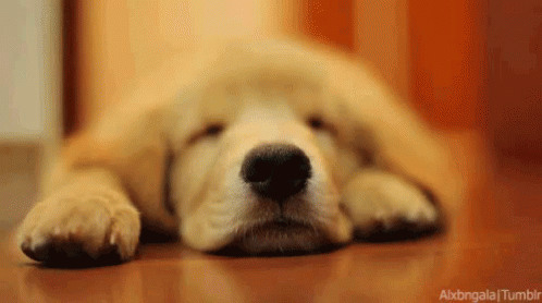 cute golden retriever puppy sleeping