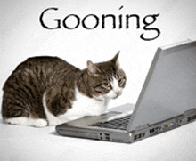 a cat is sitting in front of a laptop with the word gooning written above it