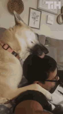 Lick This Is Happening GIF - Lick This Is Happening Dog GIFs