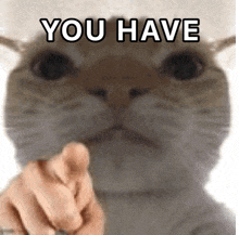 a close up of a cat pointing at the camera with the words `` you have '' written on it .