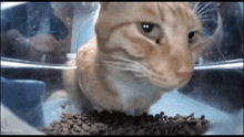 Streetcatwow Look GIF - Streetcatwow Cat Look GIFs