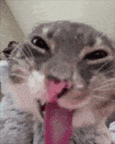 a close up of a cat licking its nose with its pink tongue