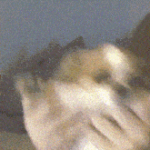 Keddydaddy Dancing Dog Meme GIF - Keddydaddy Dancing Dog Meme Funny Dog GIFs