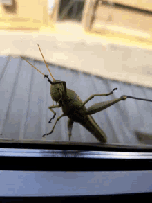 Locust Protest GIF
