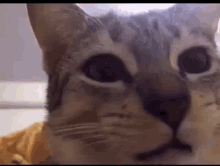 Cats Champs GIF - Cats Champs Munch GIFs