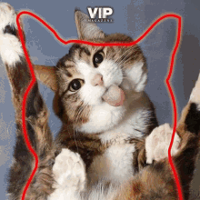 Vipcat Vipmag GIF - Vipcat Vipmag Veryimportantpetmag GIFs