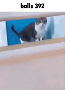 a cat is standing on a ledge with the words balls 392 above it