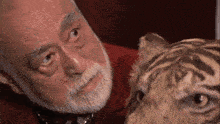 a man with a beard looks at a tiger