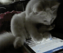 Cat Browsing Cute GIF - Cat Browsing Cute Adorable GIFs