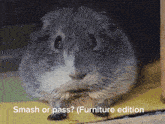 a picture of a guinea pig with the caption smash or pass