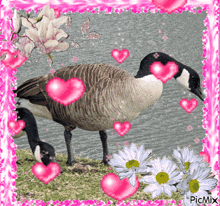 Goose Hearts GIF - Goose Hearts Love GIFs