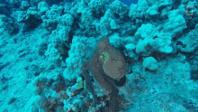Hide World Octopus Day GIF - Hide World Octopus Day Camouflage GIFs