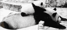 Panda Panda Bear GIF - Panda Panda Bear Roll GIFs