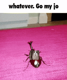 a bug with a picture of a cat on it is on a pink rug