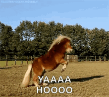 Happy Horse GIF - Happy Horse Pony GIFs