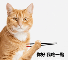 a cat holding chopsticks in its paw with chinese writing on the bottom