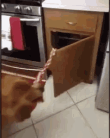 a dog is playing with a toy in a kitchen .