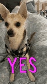 a small dog wearing a plaid shirt is sitting on a bed with the word yes written on it .