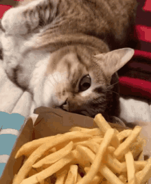 GIF