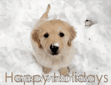 Dog Puppy GIF - Dog Puppy Happy Holidays GIFs