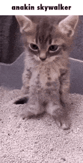 a kitten is standing on its hind legs in a litter box and looking at the camera .