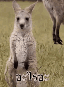 จิงโจ้ ตกใจ อะไรอะ GIF - Kangaroo Shock What GIFs