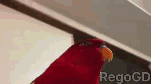 Red Bird The World Over Heaven To Death GIF - Red Bird The World Over Heaven To Death GIFs