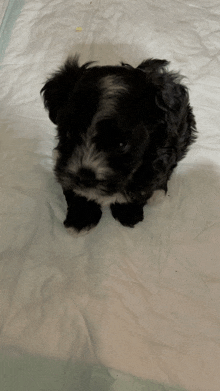 a small black and white dog is sitting on a blanket