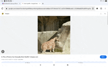 a picture of a giraffe is displayed on a website