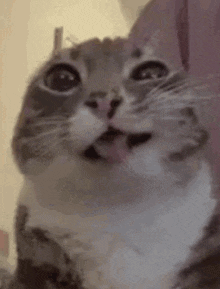 a close up of a cat with its mouth open and looking at the camera .