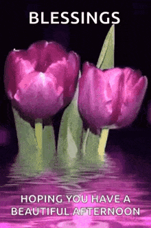 Sparkling Tulip GIF - Sparkling Tulip GIFs