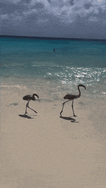 two flamingos are walking on a beach near the ocean