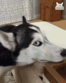 yelling throwing a fit upset spoiled husky