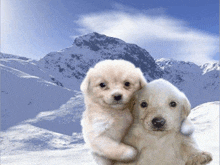 two puppies standing next to each other in front of snowy mountains